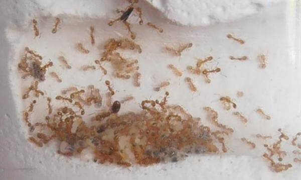 Появились муравьи в квартире: как и чем их травить с фото