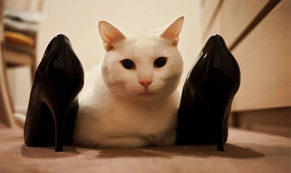 Как можно вывести запах кошачьей мочи из обуви - фото