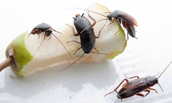 Как быстро избавиться от черных тараканов в квартире? с фото