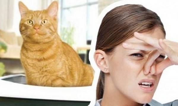 Чем можно убрать запах кошачьей мочи - фото