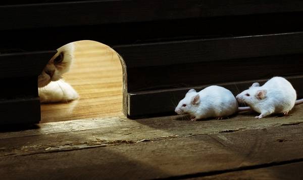 Как можно избавиться от запаха мышей? - фото