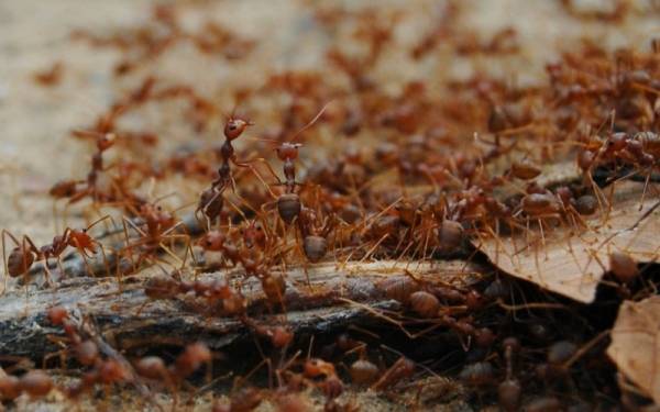 Как проходит борьба с муравьями на садовом участке: 4 совета с фото
