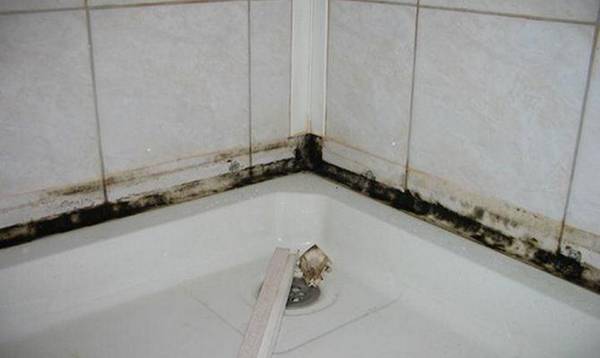 Как убрать плесень в ванной на швах плитки? - фото