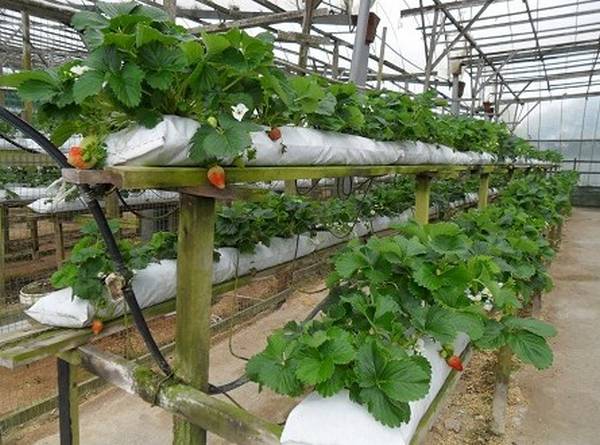 Практическое выращивание клубники в теплице круглый год: технология и 6 сов ... - фото