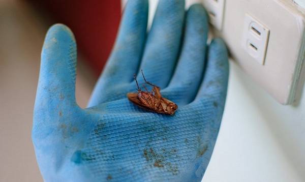 Как правильно травить тараканов борной кислотой? с фото