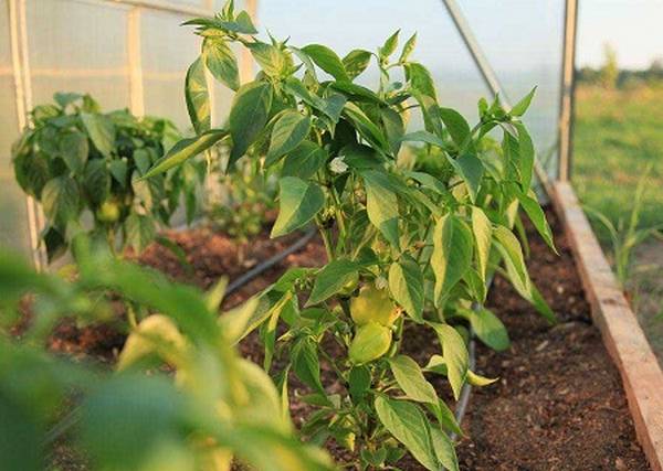 Выращиваем овощи правильно: подкормка перцев в теплице 10 советов с фото